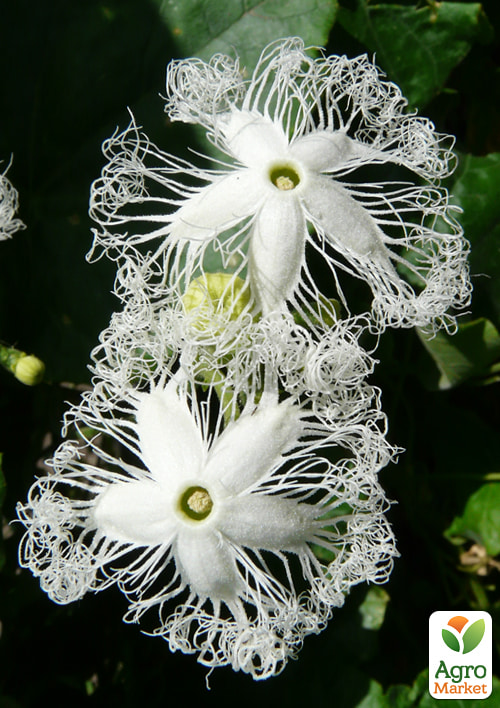 Трихозант "Петола Улар" ТМ "Vesna Select" 6шт - фото 4