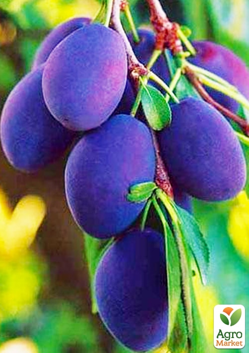 Слива "Любимица Султана" (летний сорт, средний срок созревания)