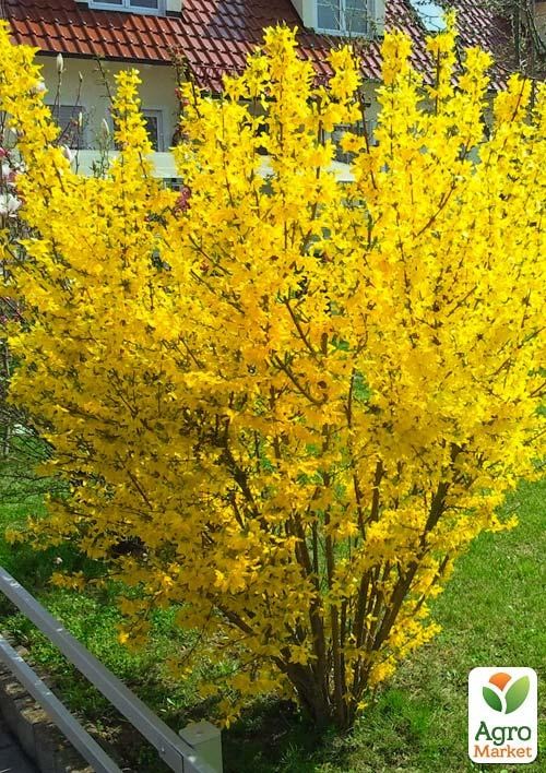 Форзиція проміжна "Golden Nugget"