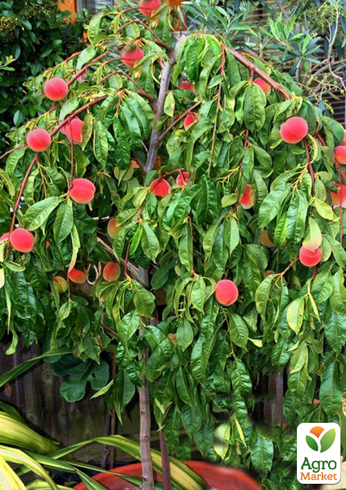 Персик плакучий на штамбе "Коллинз" (возраст от 2-х лет, высота 150-190см)