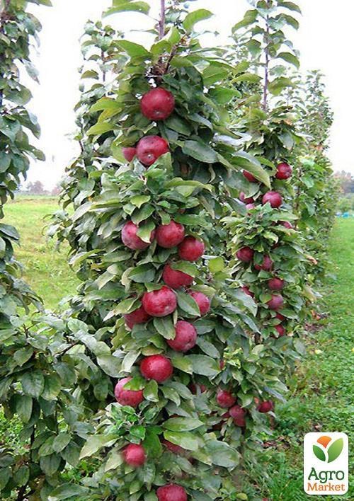 Яблуня напівкарликова "Флоріна"