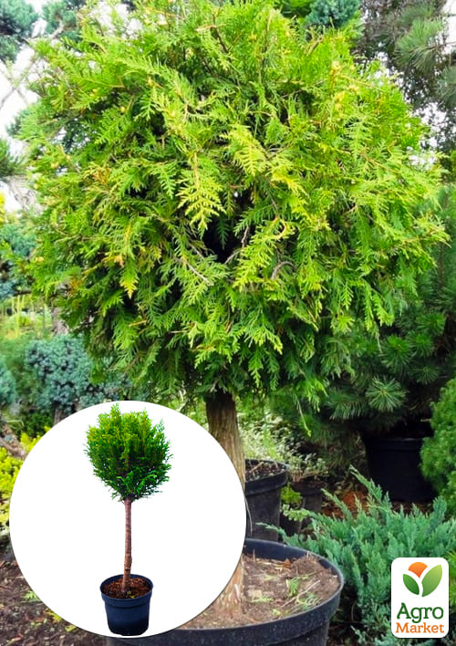 LMTD Туя на штамбе 3-х летняя "Brabant" (40-60см)