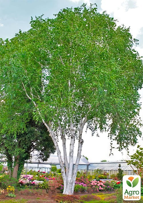 Береза корисна "Jacquemontii" висота 70-80см - фото 3
