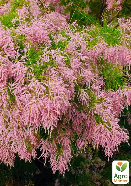 Тамарикс ветвистый "Pink Cascade" 