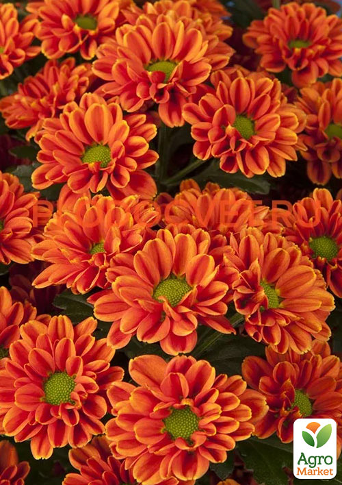 Хризантема кустовая среднецветковая "Jackson Bronze" 