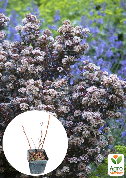 Пухироплідник калинолистний "Little Joker" вазон Р9