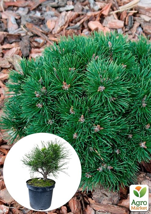 Сосна горная "Varella" С3, высота 20-30см