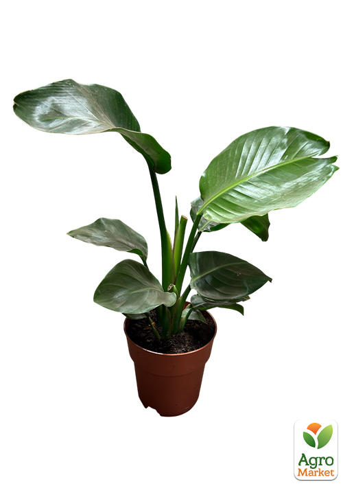 Стрелиция Гигантская "Nicolai" (высота 80-100см) - фото 3