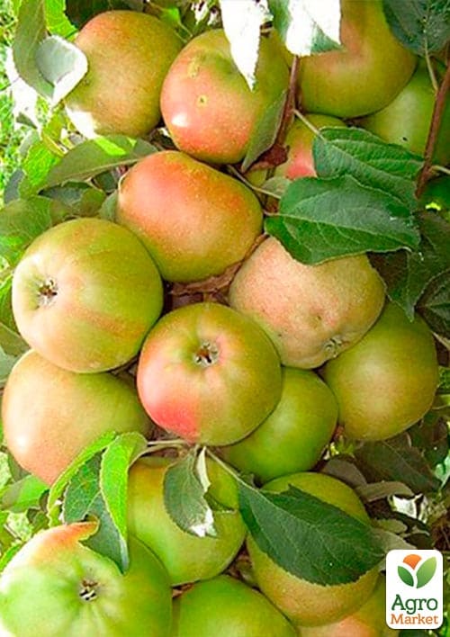 Яблоня колоновидная "Янтарное ожерелье" - фото 2