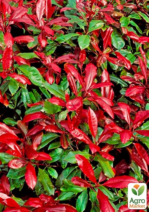 Фотиния Фразера "Little Red Robin" вазон Р9 - фото 2