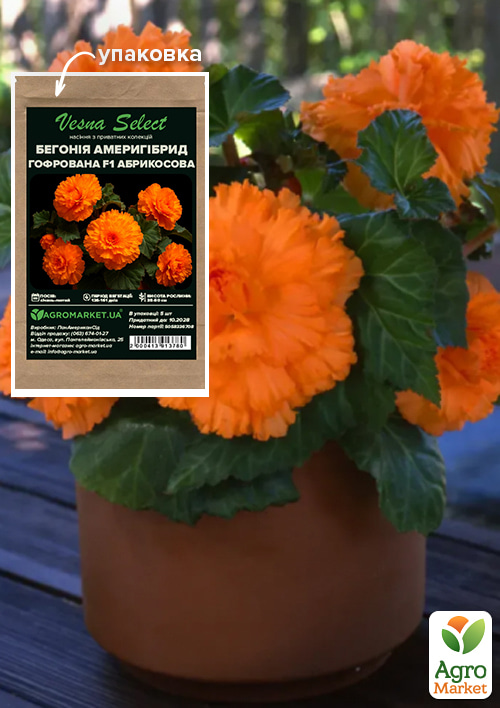 Бегонія "Амерігібрид гофрована F1 абрикосова" ТМ "Vesna Select" 5шт