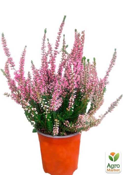 Верес звичайний "Athene" - фото 6