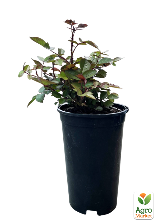 Роза в контейнере чайно-гибридная "Bellevue" (саженец класса АА+) - фото 2