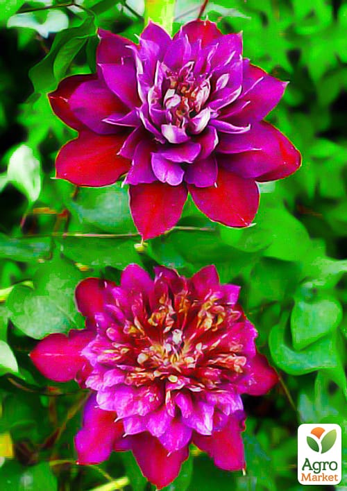 Клематис "Temptation"