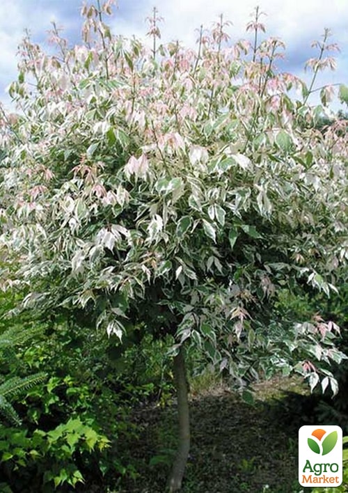 Клен на штамбі "Фламінго" висота 1,3-1,5м - фото 2