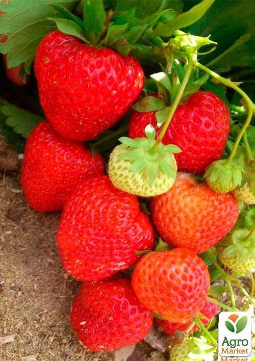Клубника "Альба" (Alba) (ранний срок созревания, высокопродуктивный сорт) - фото 6
