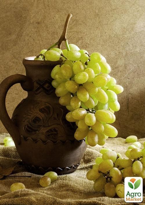 Виноград "Надія Аксайського" (ранній термін дозрівання) - фото 2