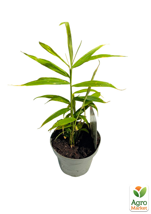 LMTD Имбирь комнатный Zingiber officinale `Bontemps`  высота 15-25см