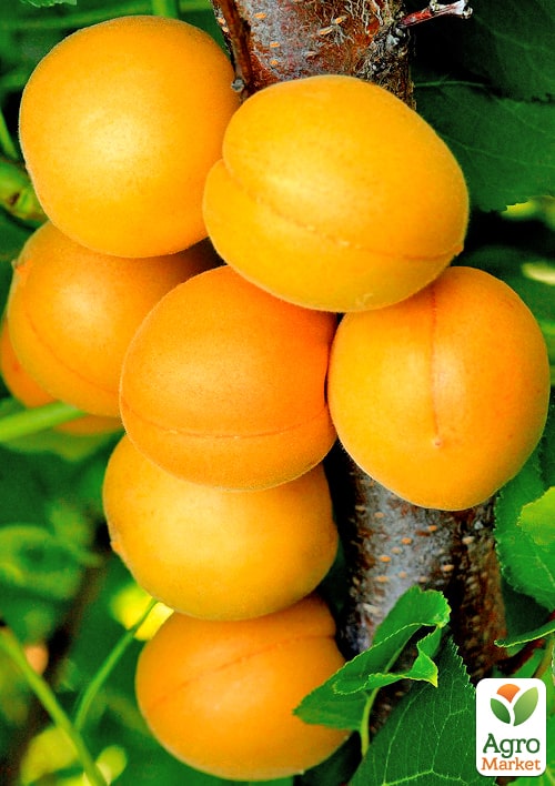 Абрикос "Водолей" (летний сорт, средний срок созревания) - фото 4