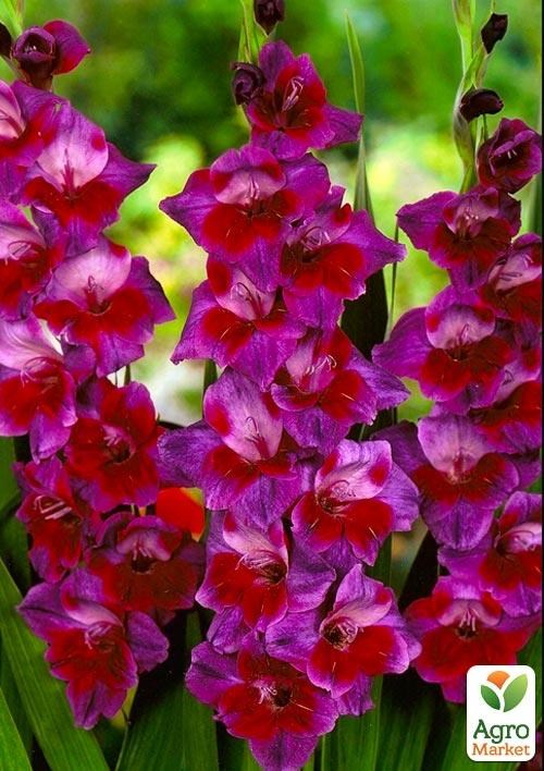 Гладиолус "Velvet Eyes" 3шт