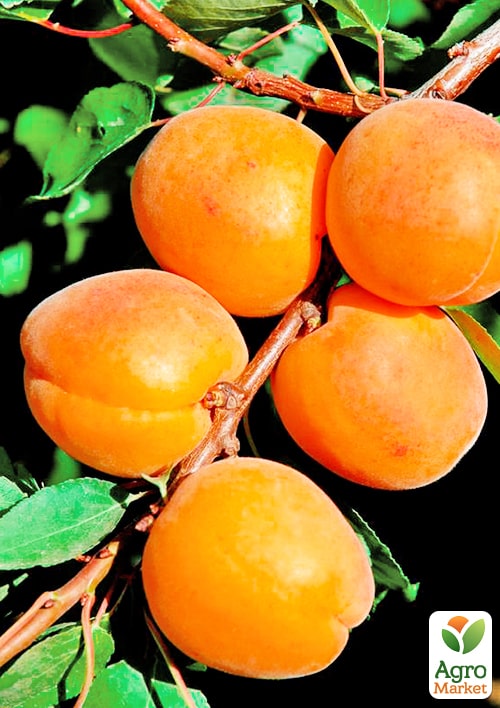 Абрикос "Фаркло" (поздний срок созрвания) - фото 2