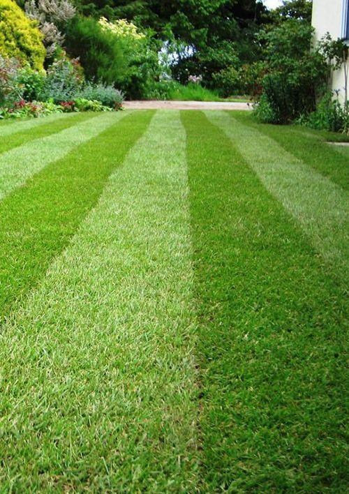 Газон "Ліліпут" ТМ "Green Fiеld" 10кг - фото 2