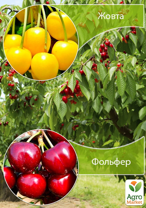 Дерево-сад Вишня "Жовта" + Черешня "Фольфер"