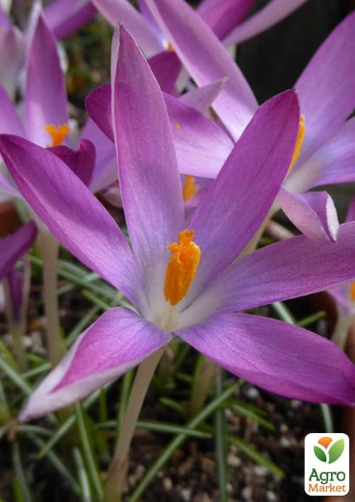 Крокус Томазини "Roseus" - фото 2
