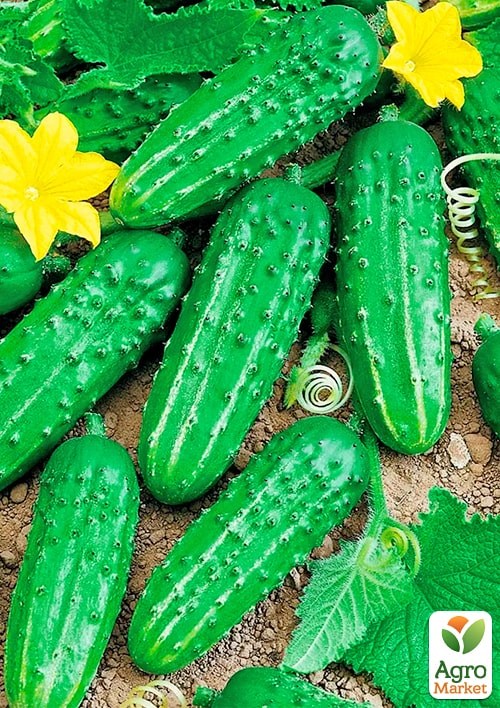 Огурец "Пальчик" ТМ "Весна" 0.5г - фото 2