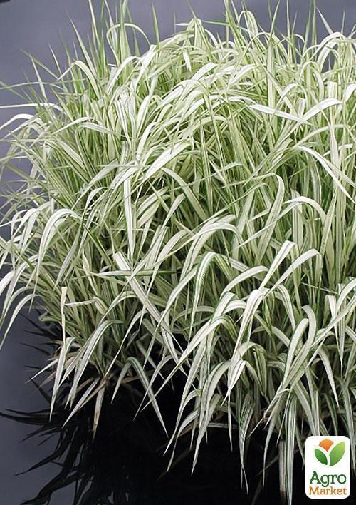 Манник большой Пестролистный  - фото 2