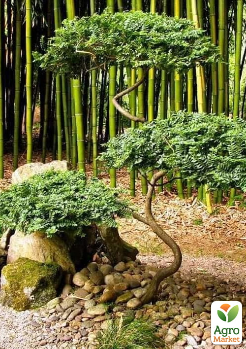 Вяз малый «Жаклин Хиллер» (подходит для формирования бонсай) высота 15-25см