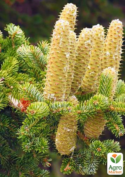 Ялиця Грецька (Abies cephalonica) горщик P9