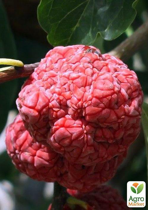 Эксклюзив! Клубничное дерево "Симфония вкуса" (Кудрания, перекрёстное опыление) - фото 3