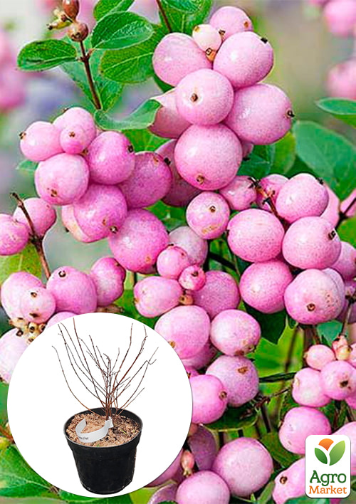 Снежноягодник Доренбоза "Mother of Pearl", С3