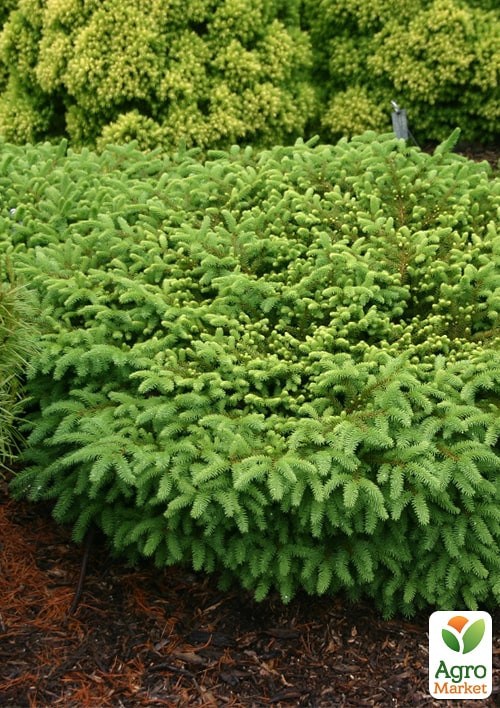 Ель обыкновенная "Nidiformis" (ком/сетка) диаметр 55-60см - фото 2