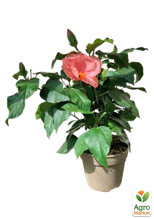 Гибискус комнатный "Juno"  - фото 5