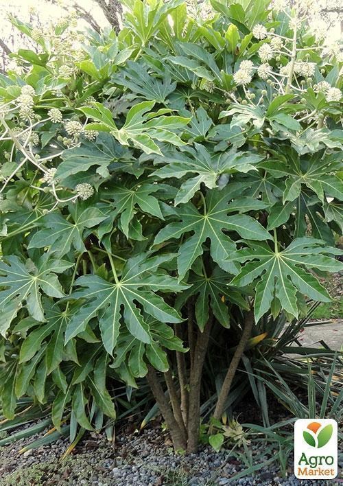 Фатсия "Волшебная" (Fatsia japo.)  дм 17 см выс. 50 см