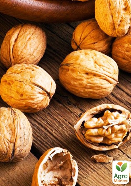 Волоський горіх "Топорівський" (середньостиглий термін дозрівання)