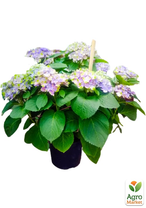 LMTD Гортензія  крупнолиста квітуча 5-ти річна "Early Blue" (80-90см) - фото 4