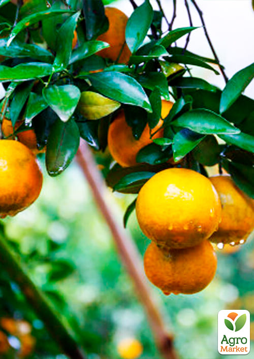 Апельсин "Аджарский" - фото 5