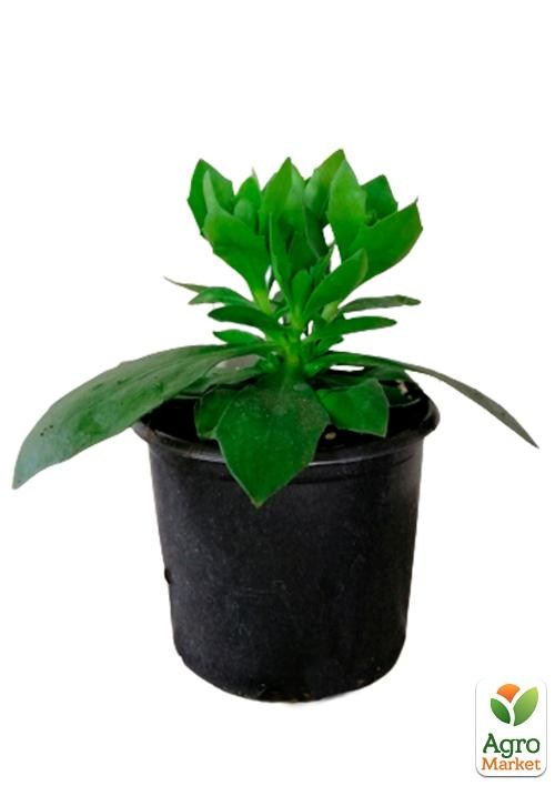 Остеоспермум махровый "3D Berry White"  - фото 2