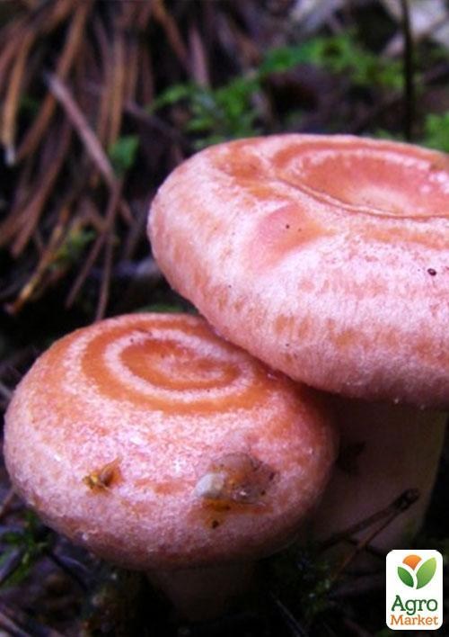 Сухой зерновой мицелий "Волнушка розовая" 100г