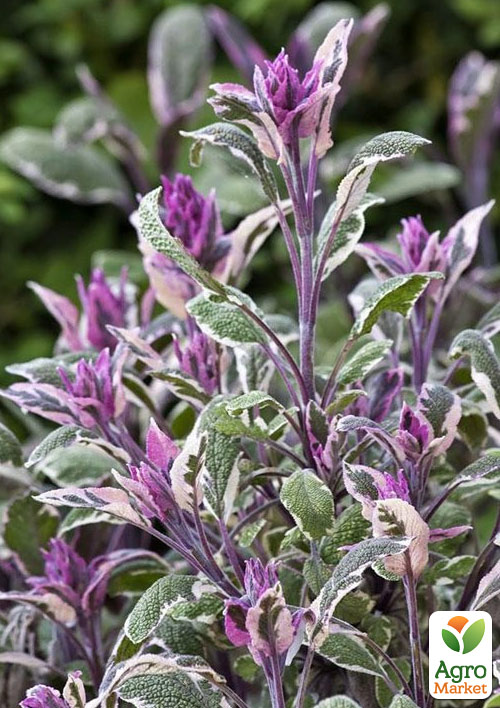 Шалфей "Tricolor"