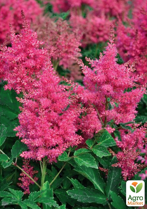 Астильба "Elizabeth Van Veen"  - фото 2