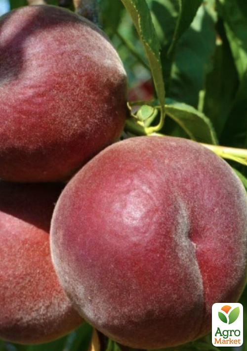 Персик "Роял Маджестик"