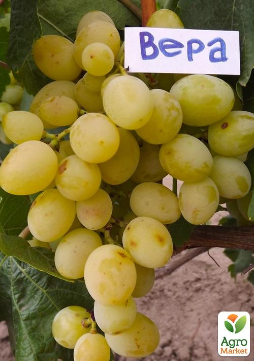 Виноград "Віра" (ранній термін дозрівання, з ноткою абрикосового смаку)