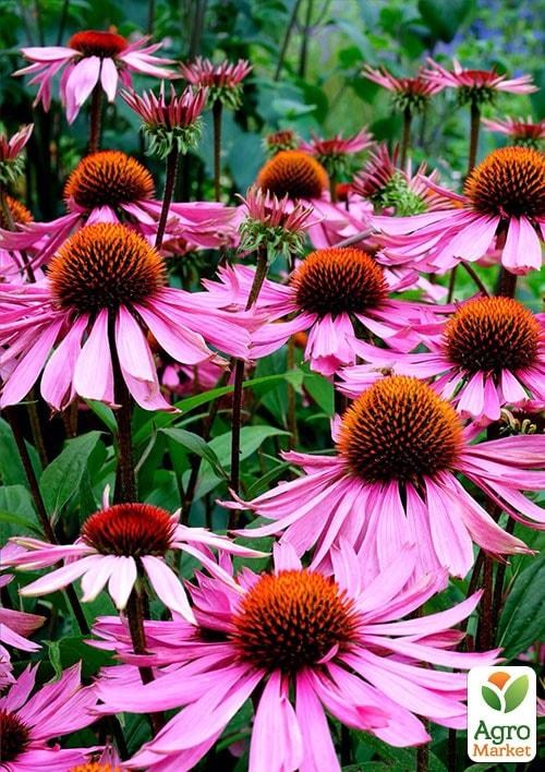 Эхинацея (в банке) ТМ "Весна Органик" 3г