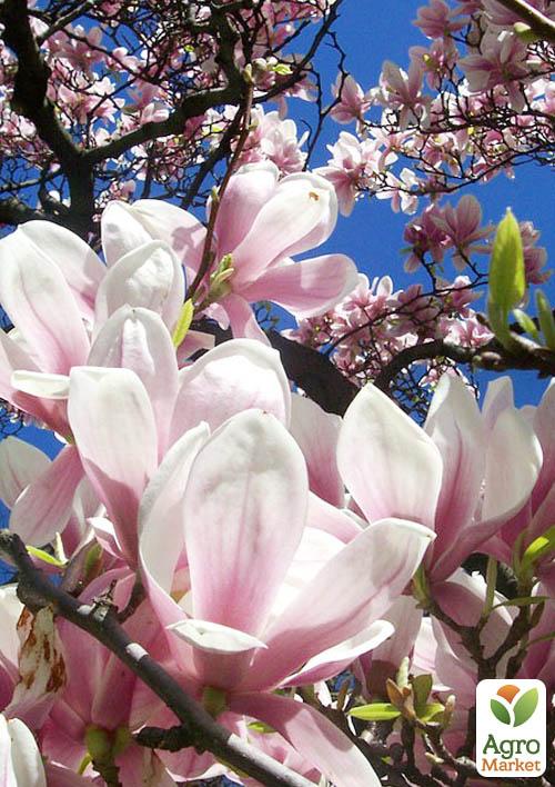 Магнолія "X Soulangeana" (Суланжа)
