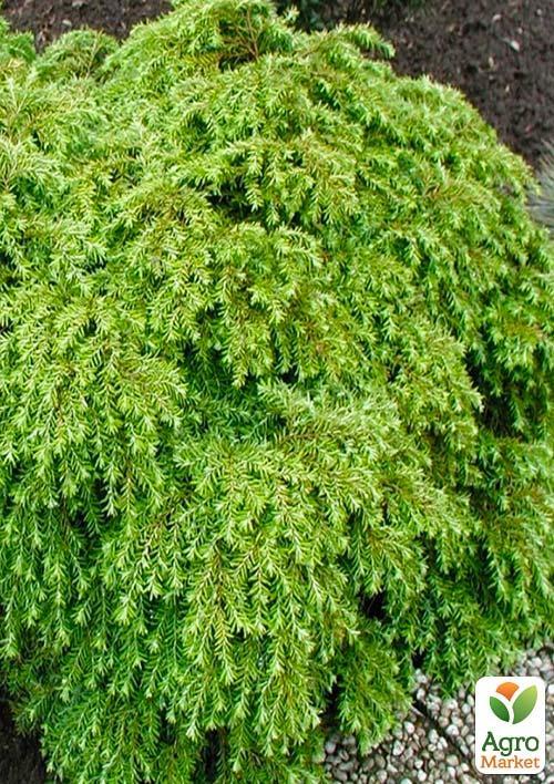 Тсуга Канадская "Jeddeloh" (контейнер Р9) - фото 2