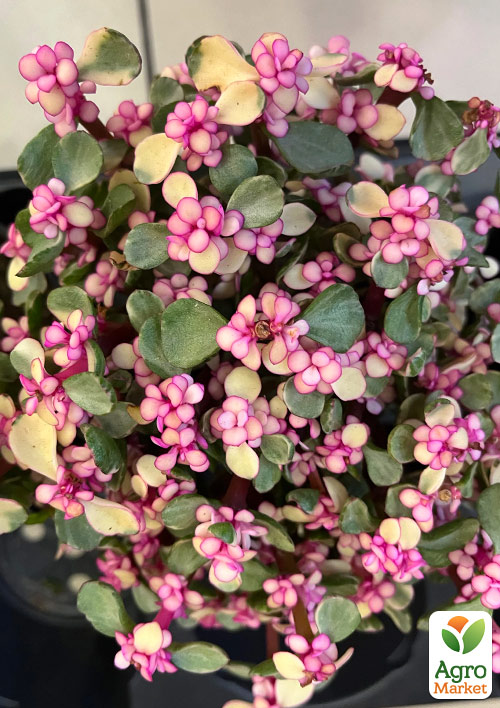 Портулакарія африканська "Variegata"